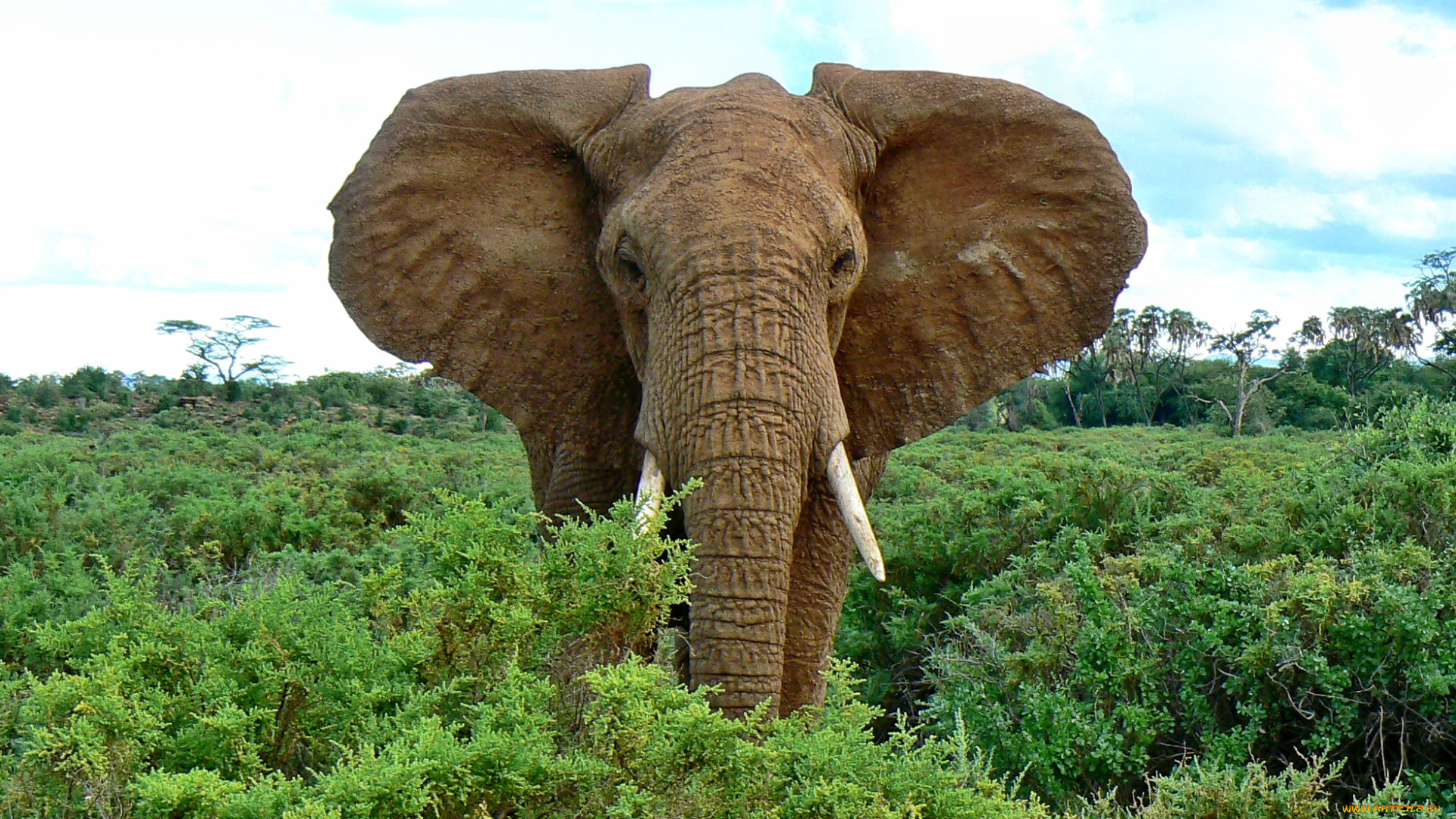 животные, слоны, слон, кустарник, саванна