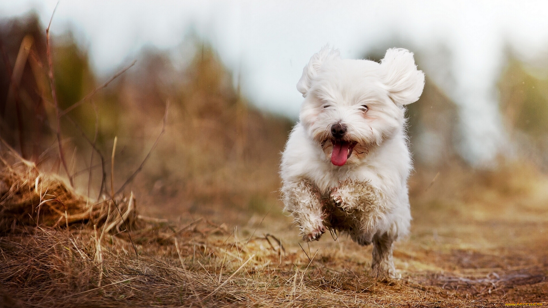 животные, собаки, настроение, радость