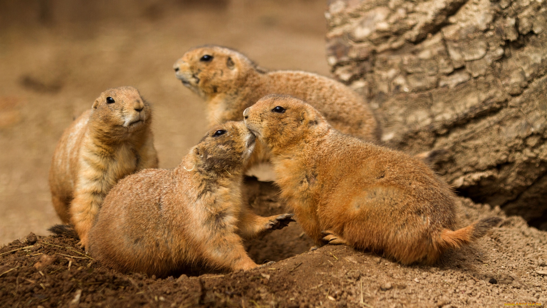 животные, суслики, сурки