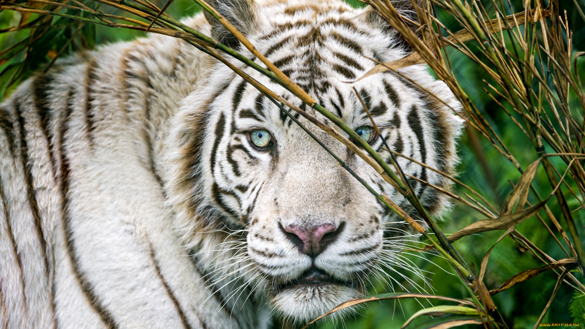 животные, тигры, портрет, глаза