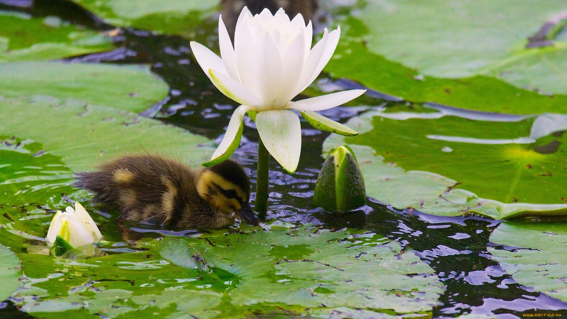 животные, утки, утёнок, листья, бутоны, нимфея, водяная, лилия, птенец
