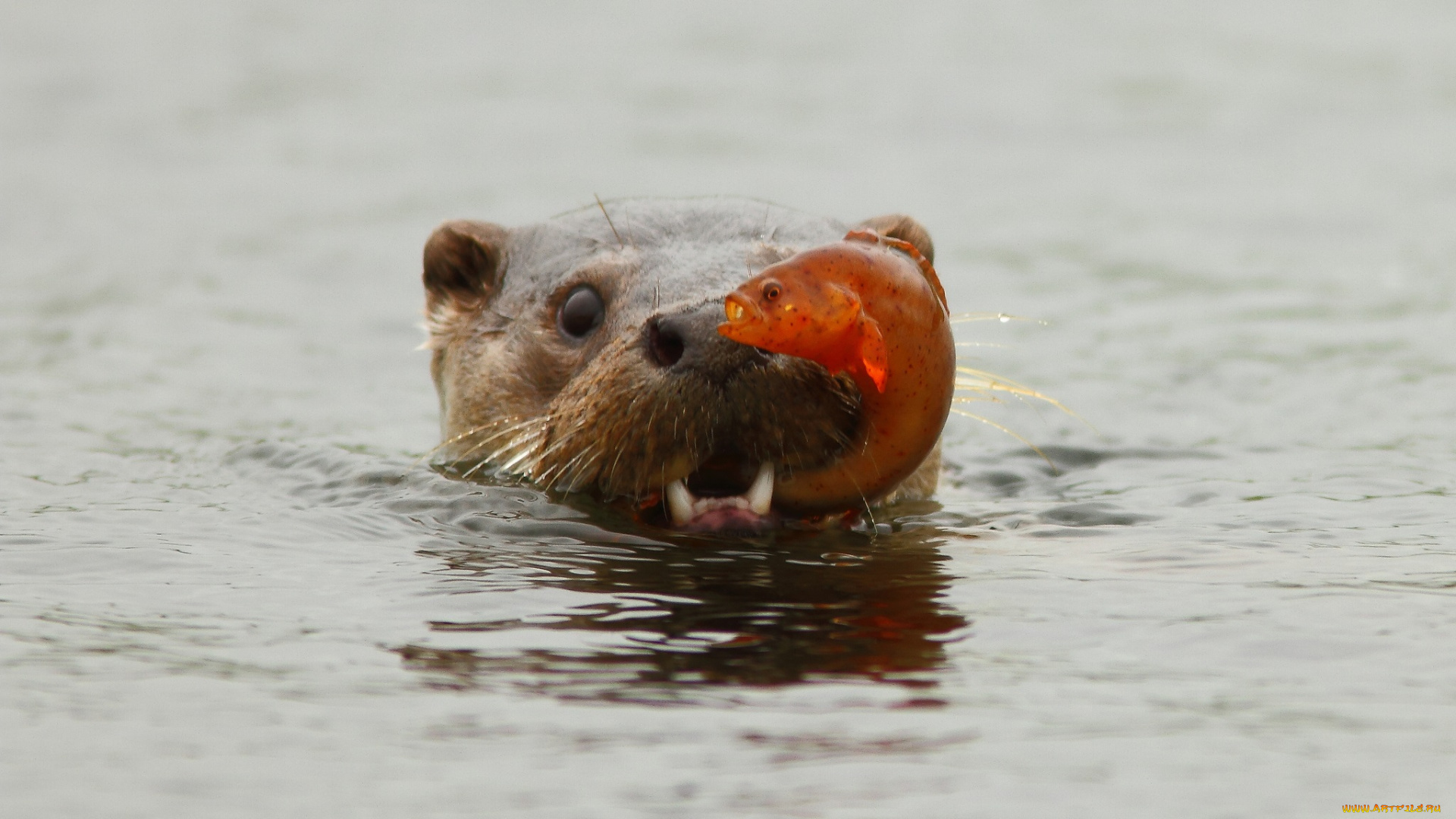 животные, выдры, каланы, ондатры, добыча, рыба, выдра, вода