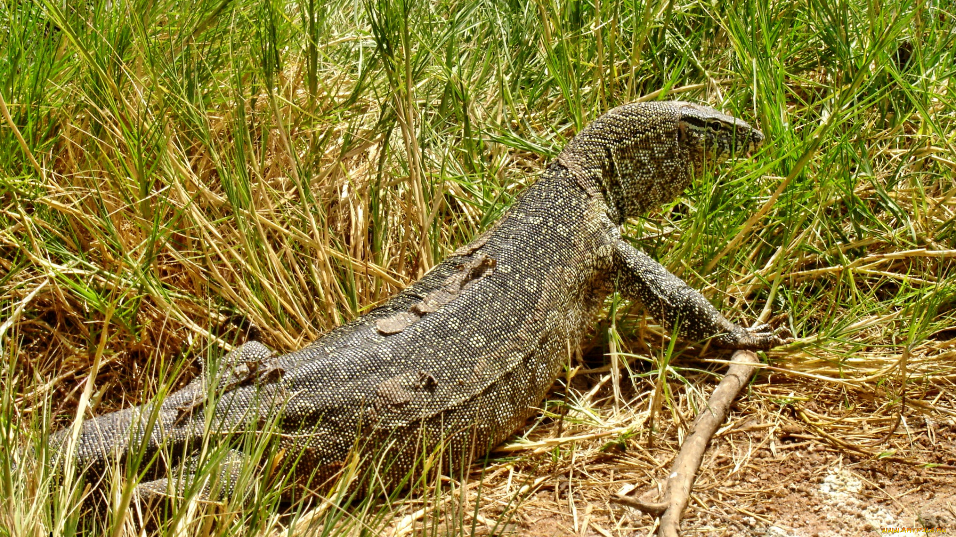 животные, Ящерицы, игуаны, вараны, варан, трава