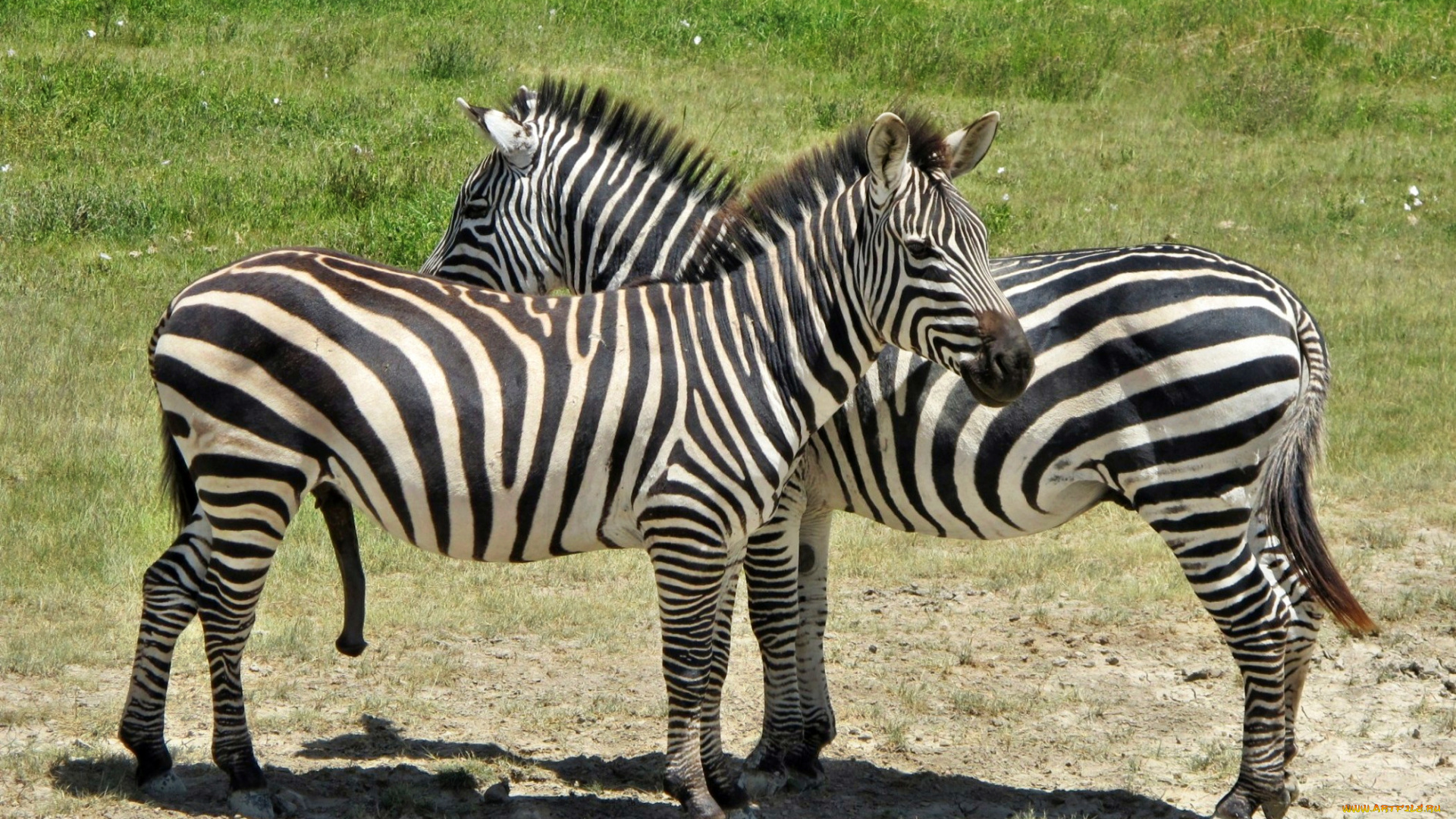 животные, зебры, две