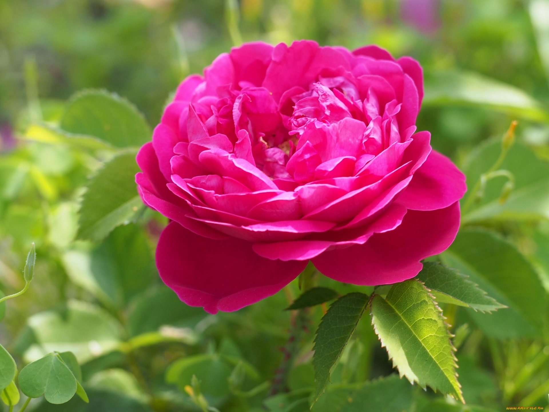 цветы, розы, бутон, макро