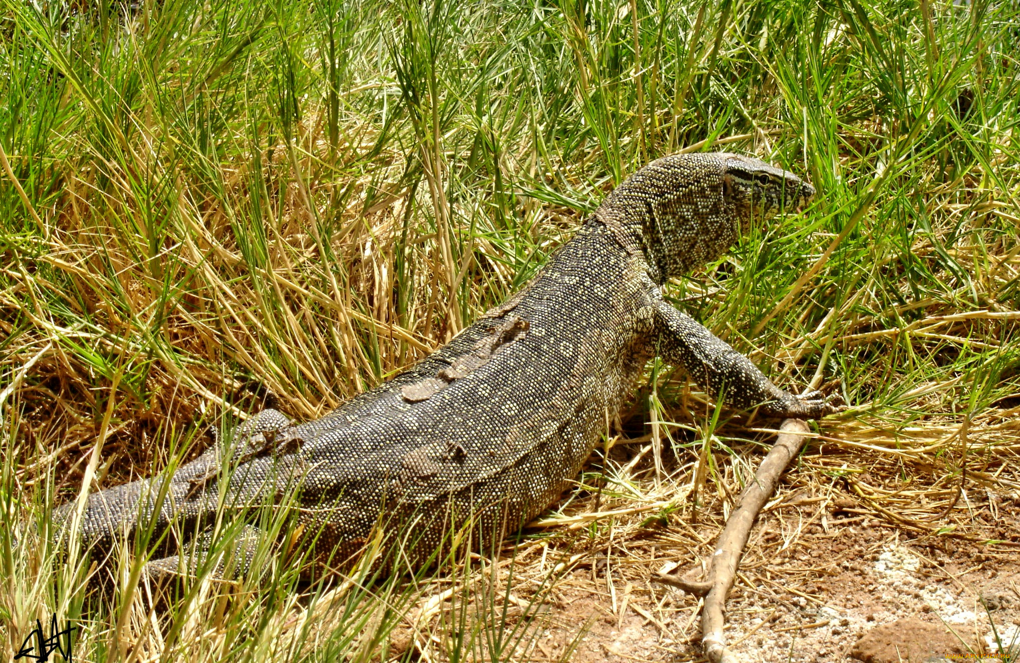 животные, Ящерицы, игуаны, вараны, варан, трава