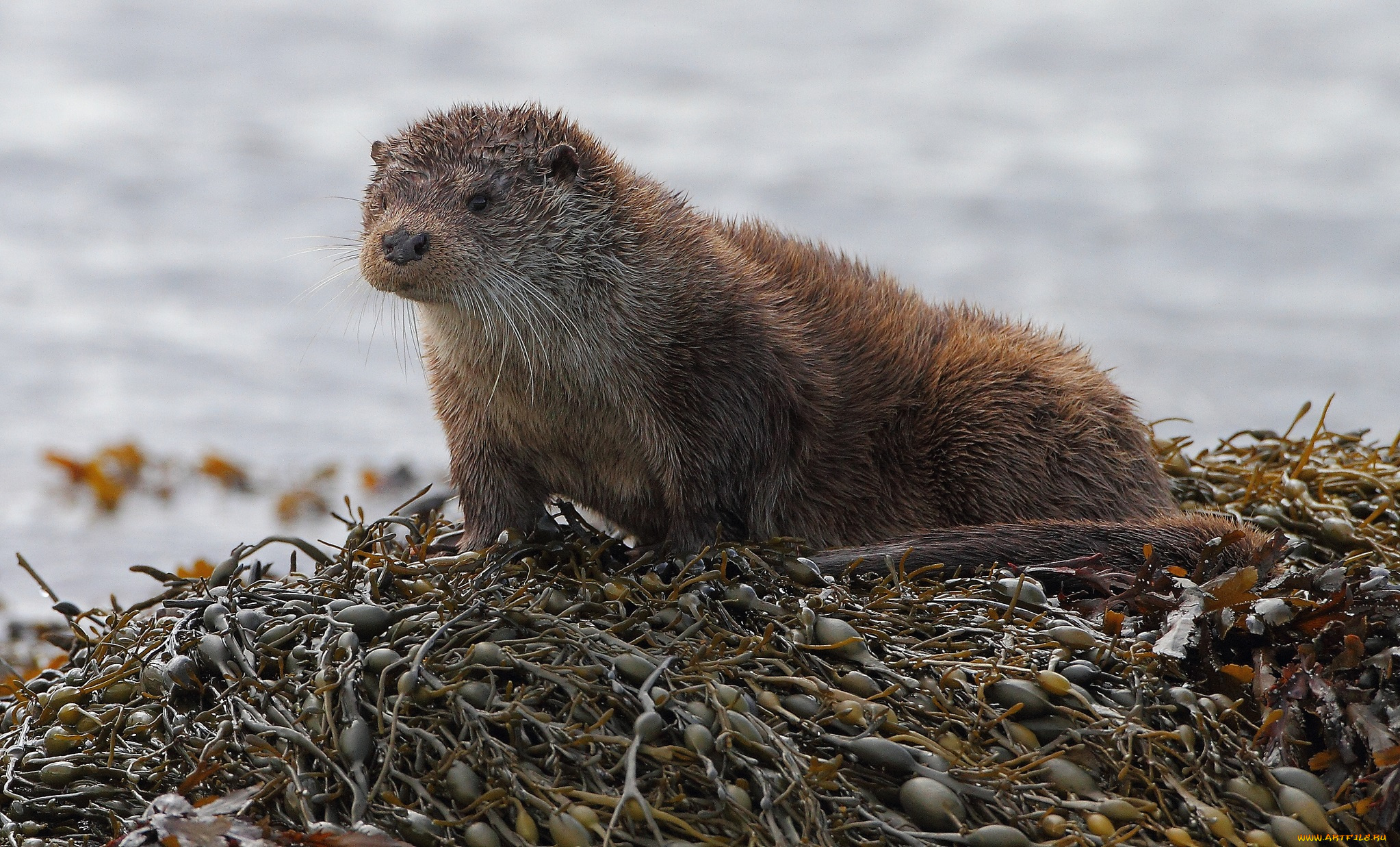 животные, выдры, каланы, ондатры, берег, внимание, выдра, водоросли