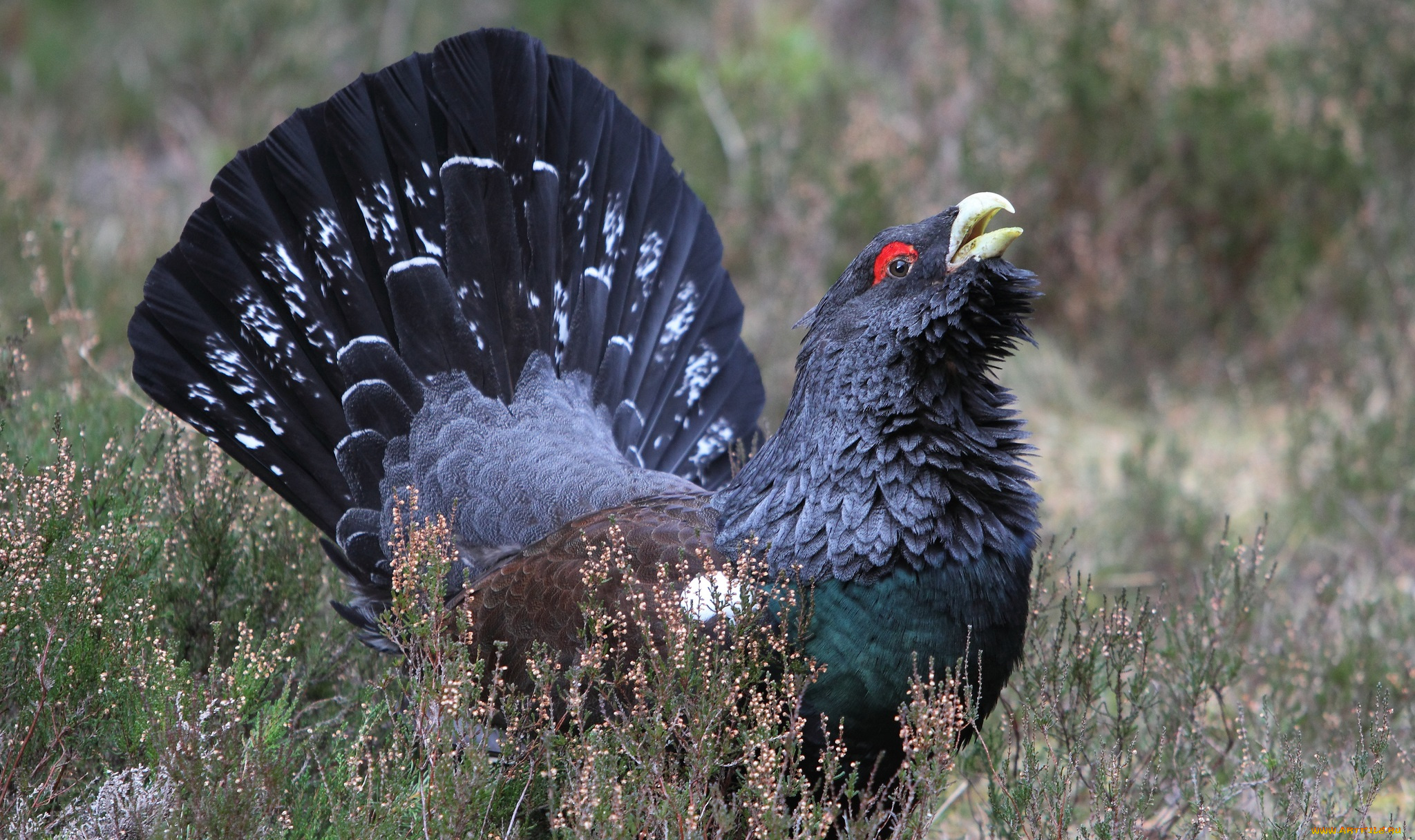 животные, глухари, тетерева, фазаны, луг, трава, токовище, глухарь, оперение