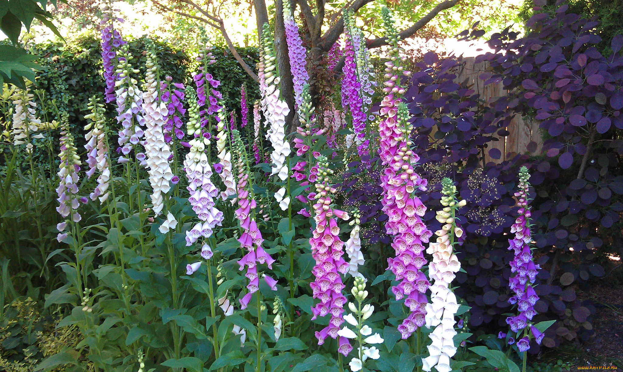 цветы, дигиталис, наперстянка, foxgloves, сад