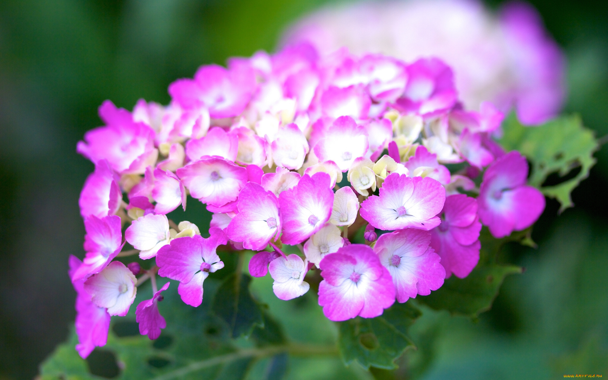 цветы, гортензия, макро, соцветие