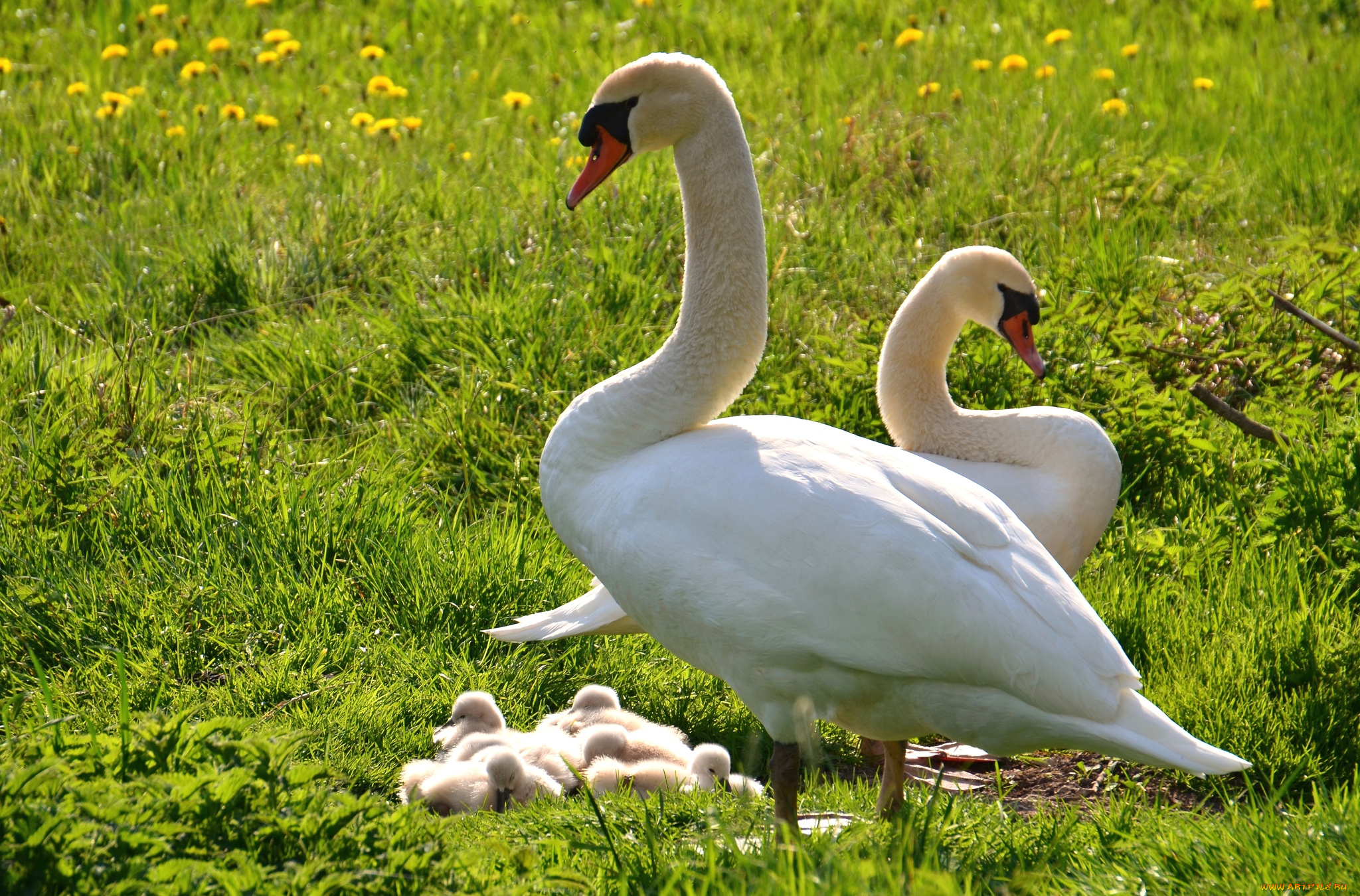 животные, лебеди, семья, птенцы