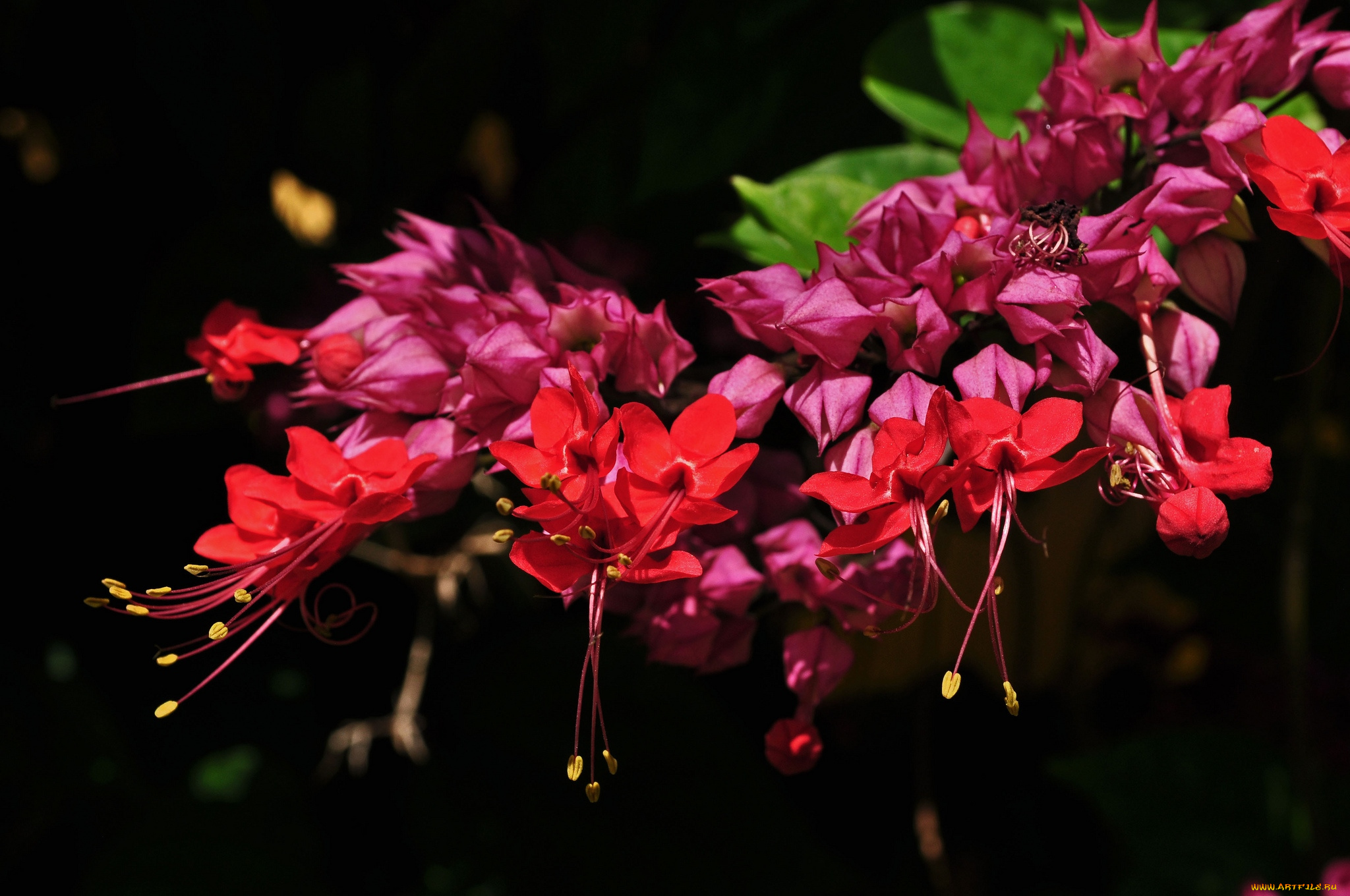 цветы, клеродендрумы, экзотика