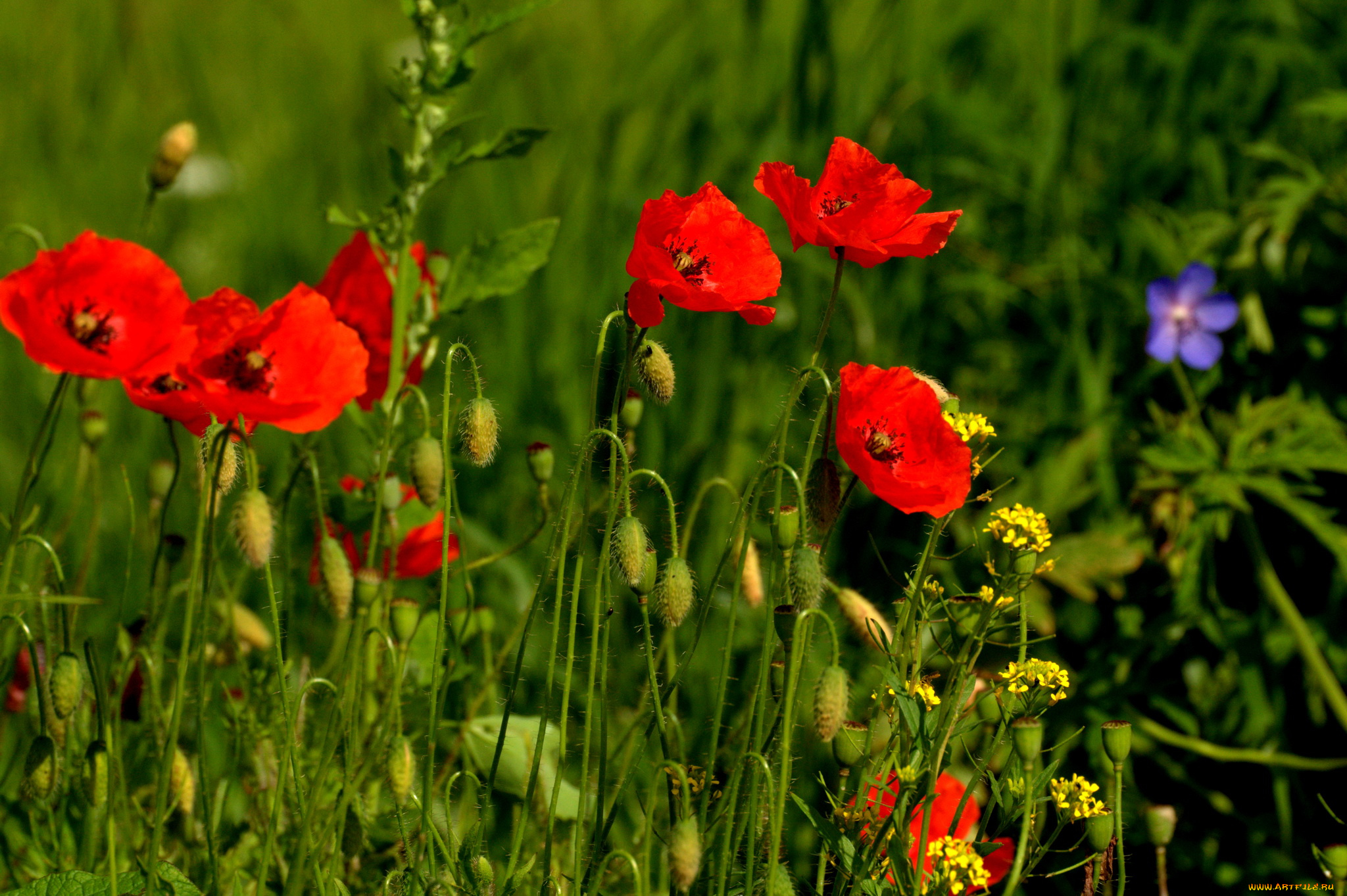 цветы, маки, сад