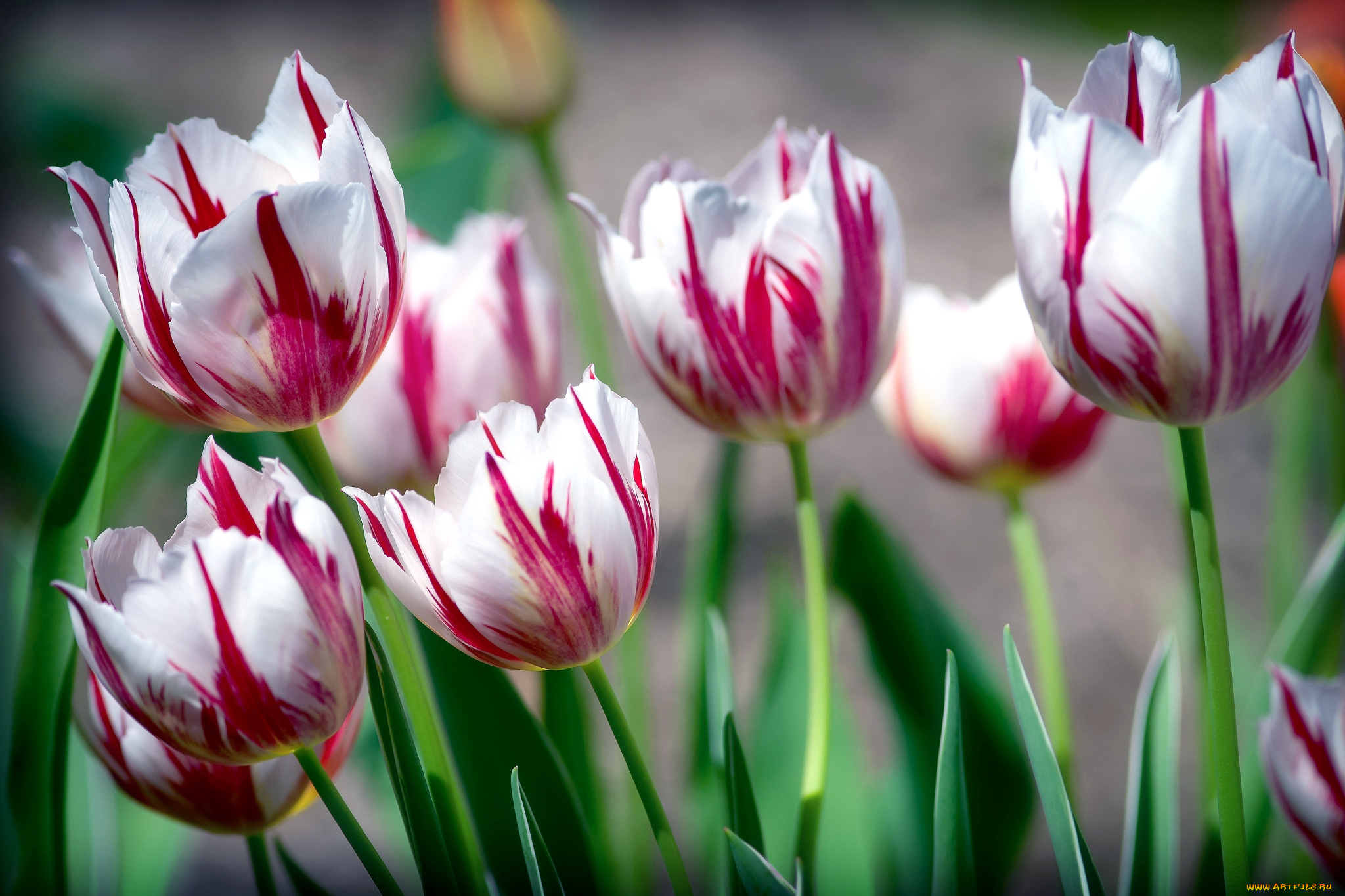 цветы, тюльпаны, пестрый