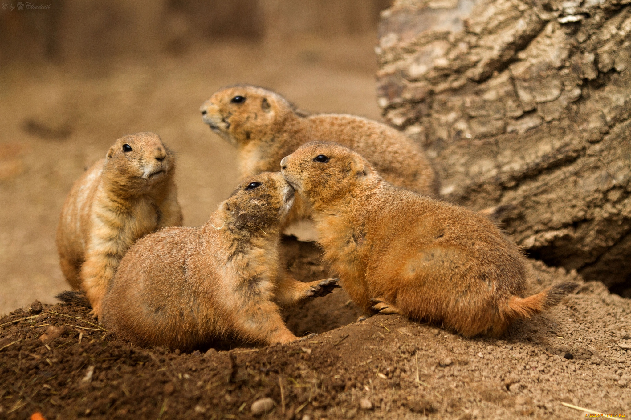 животные, суслики, сурки