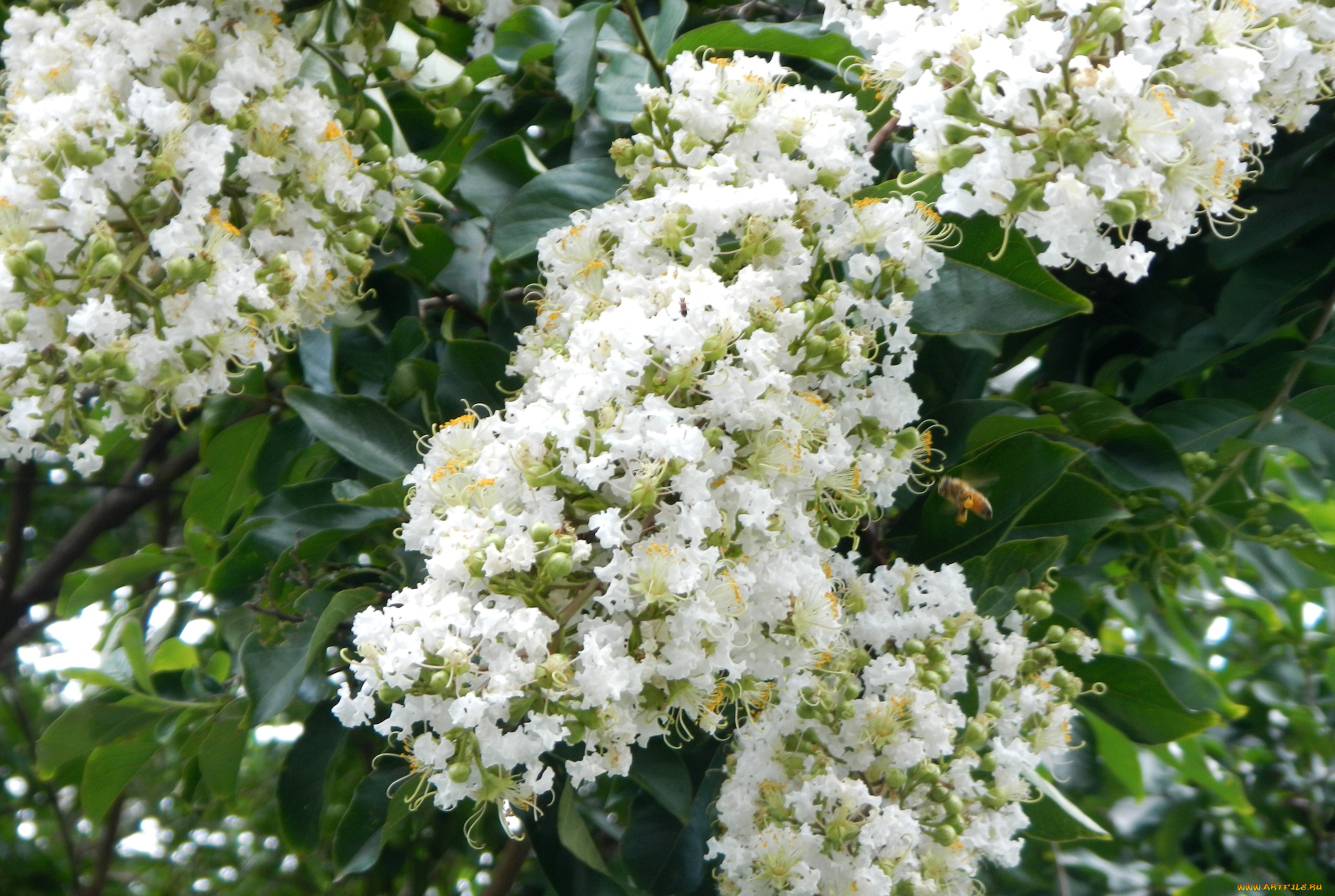 цветы, лагерстрёмия, индийская, сирень