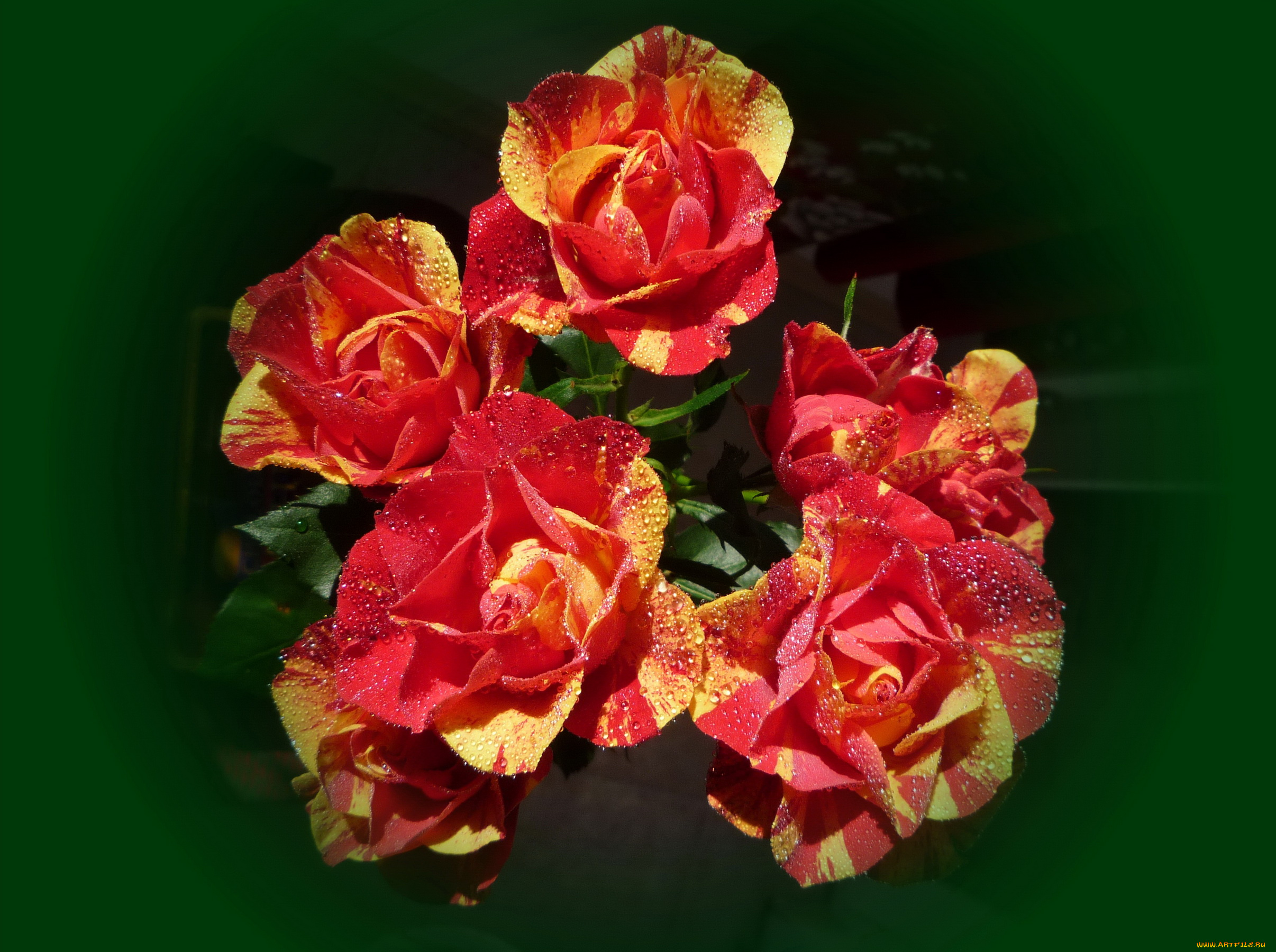 цветы, розы