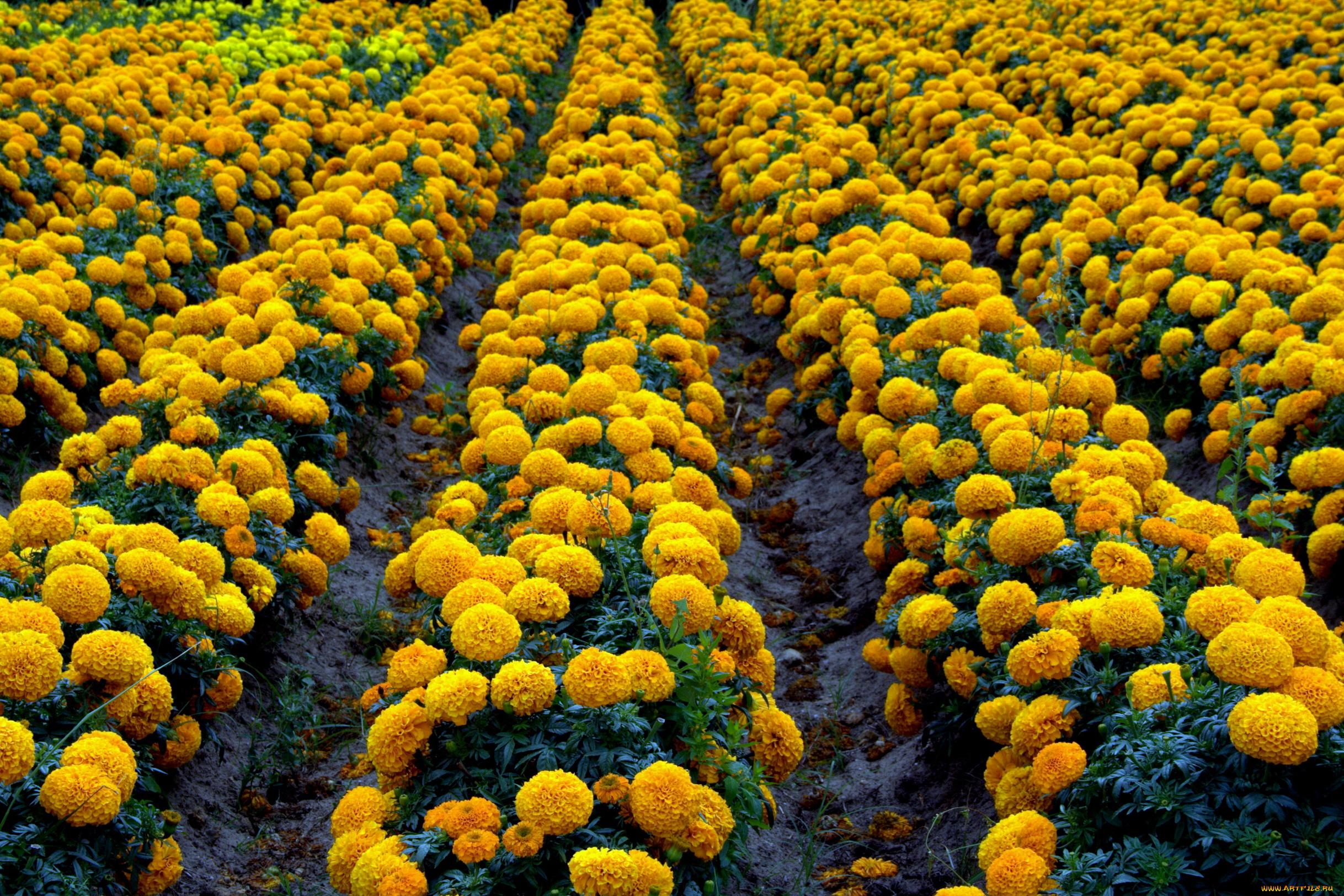 цветы, бархатцы, чернобривцы