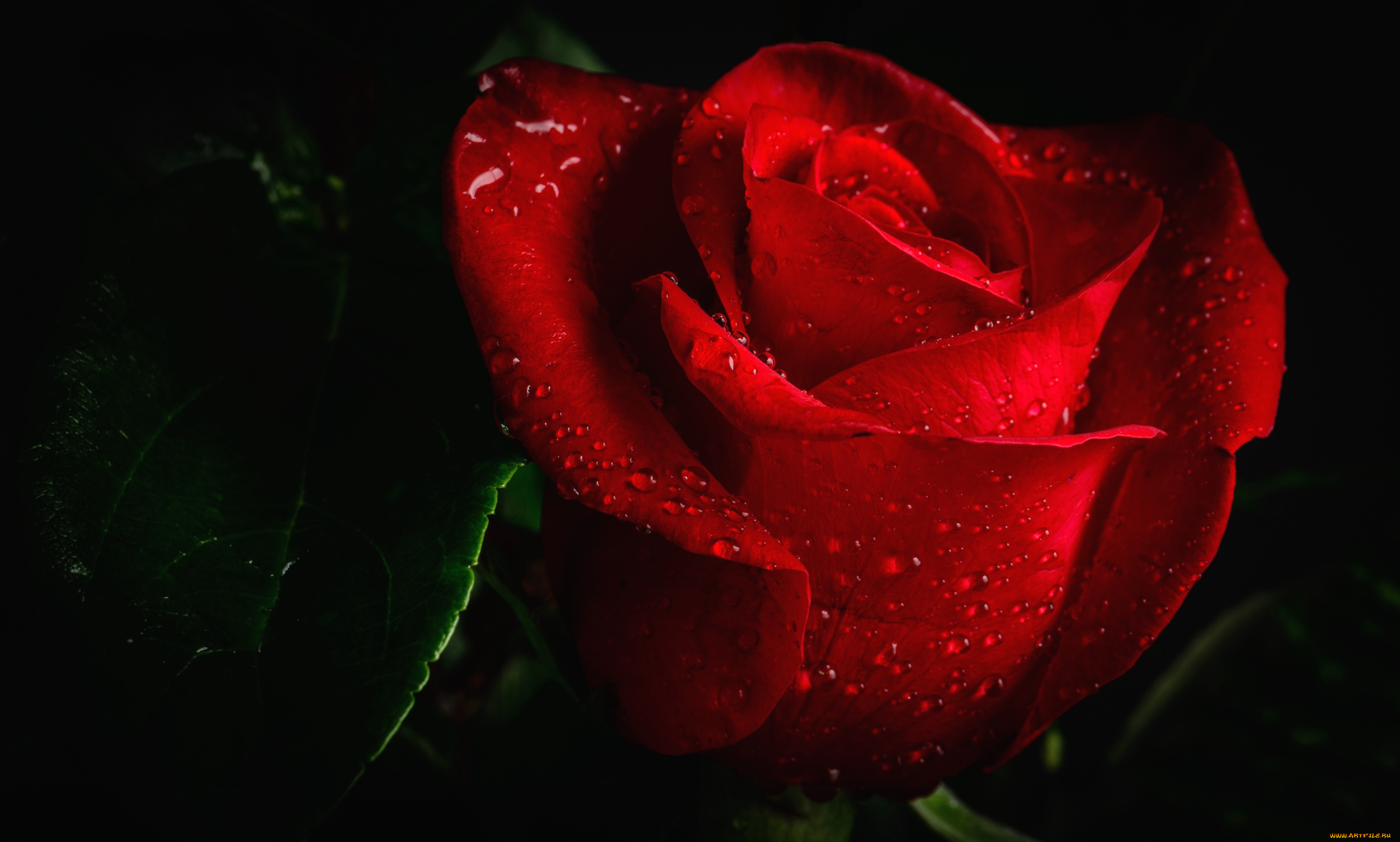 цветы, розы, макро