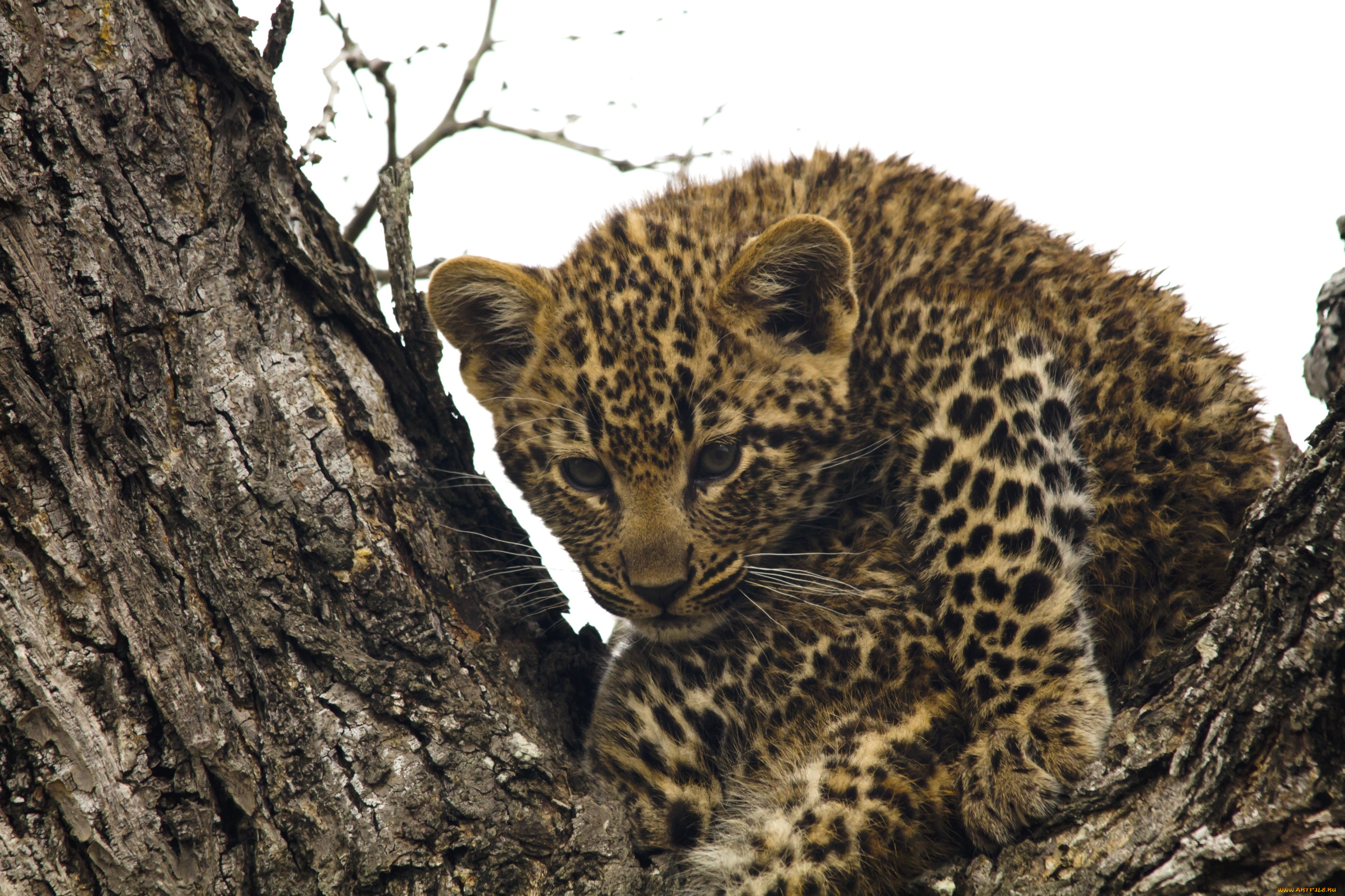 животные, леопарды, детеныш