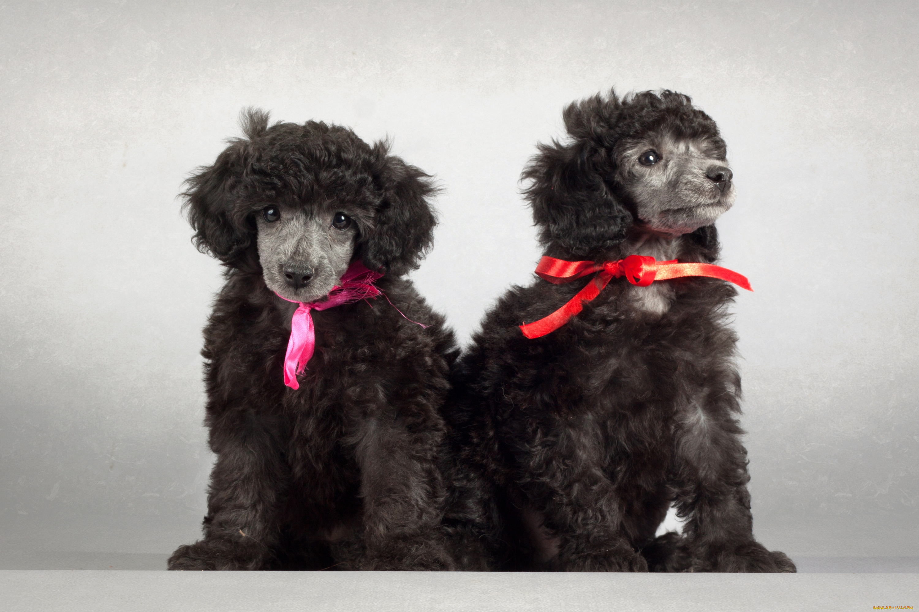 животные, собаки, пудель