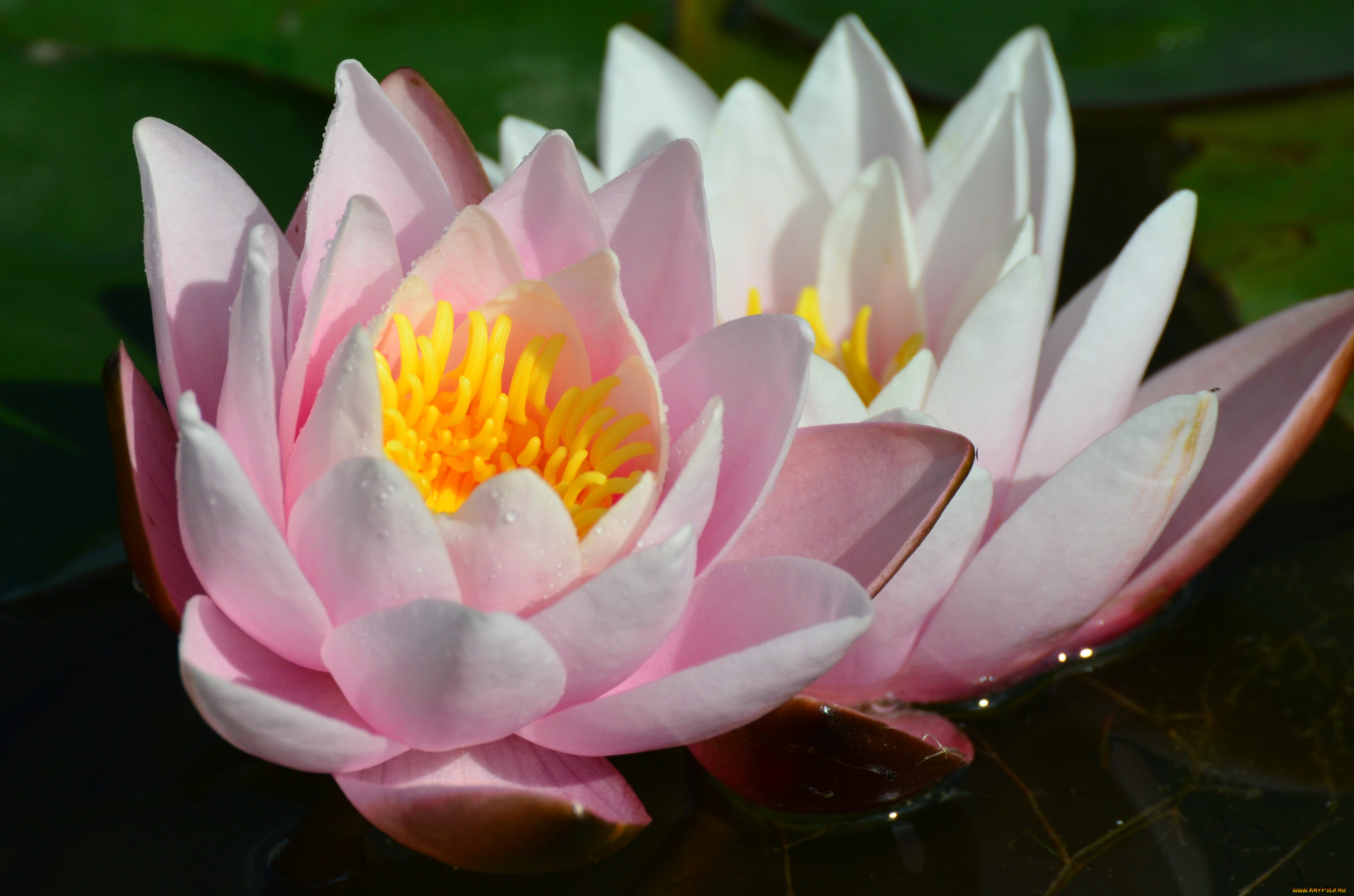 цветы, лилии, водяные, нимфеи, кувшинки, лепестки, макро, пара