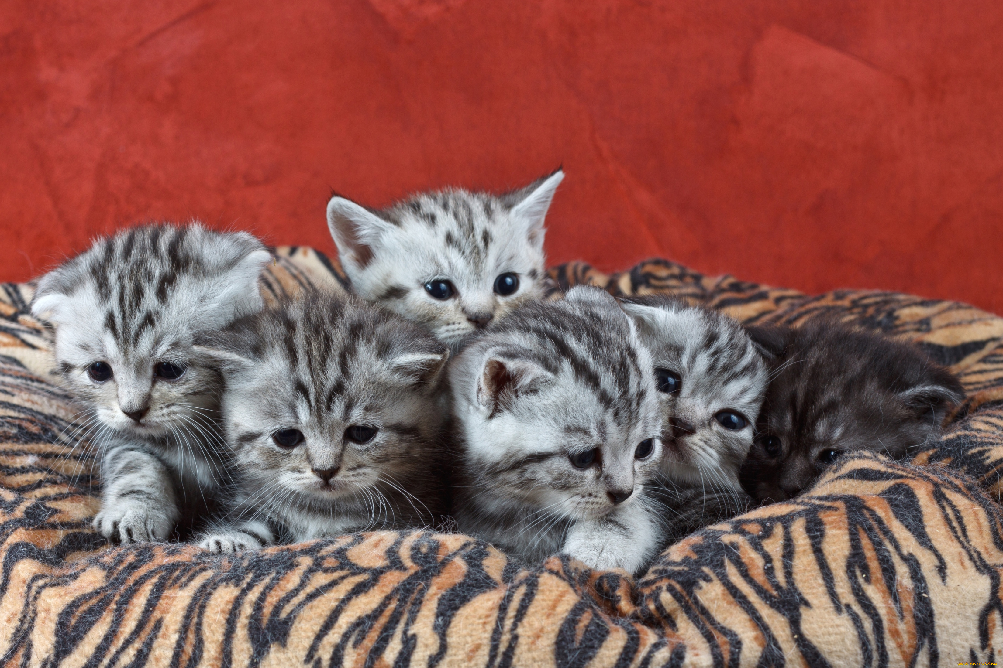 животные, коты, котята