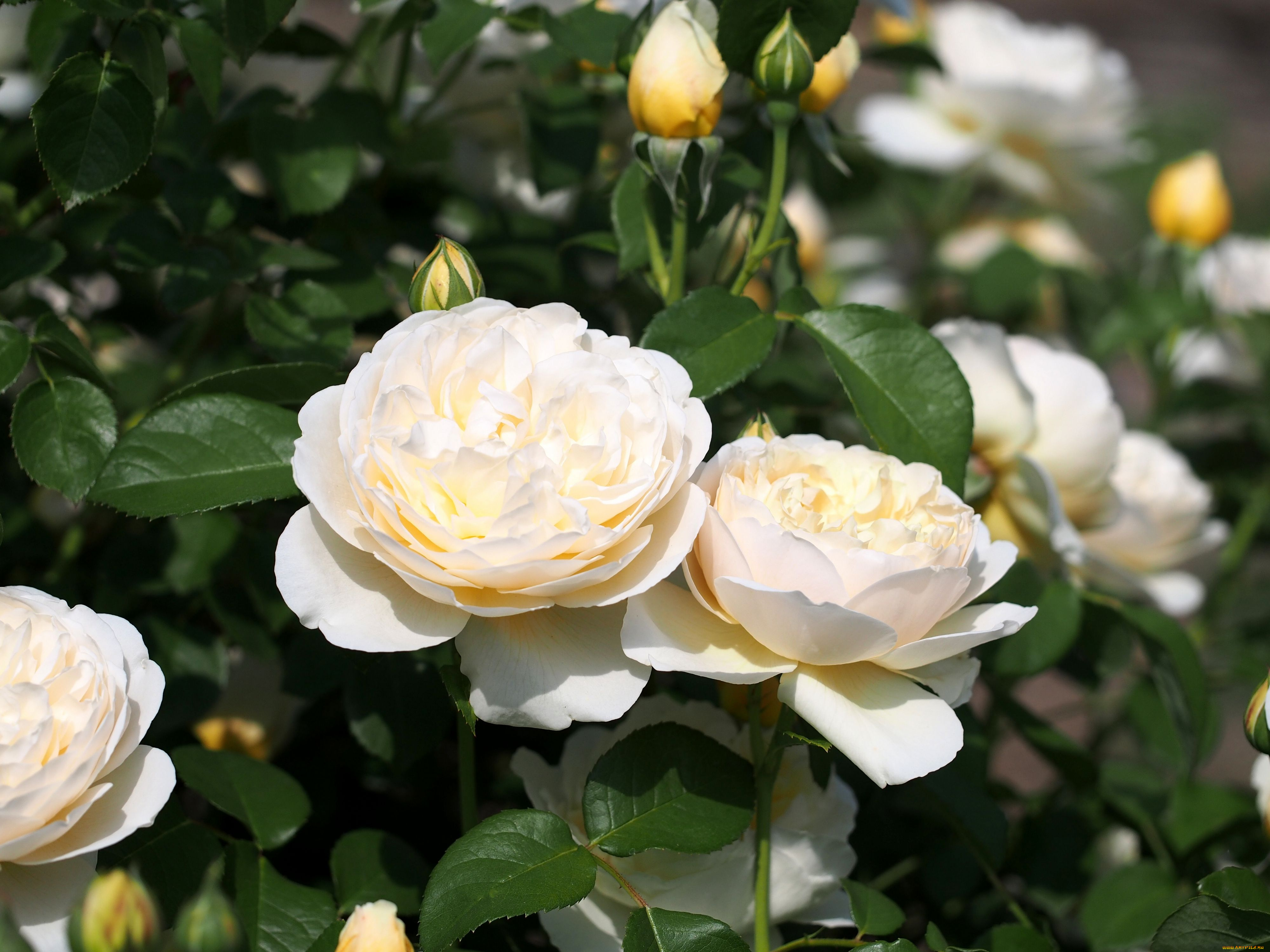 цветы, розы, бутоны