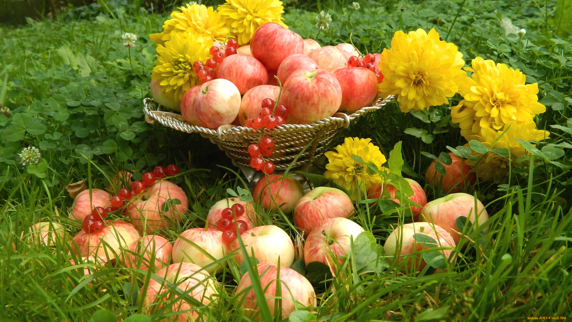 еда, фрукты, , ягоды, смородина, яблоки, рудбеккия