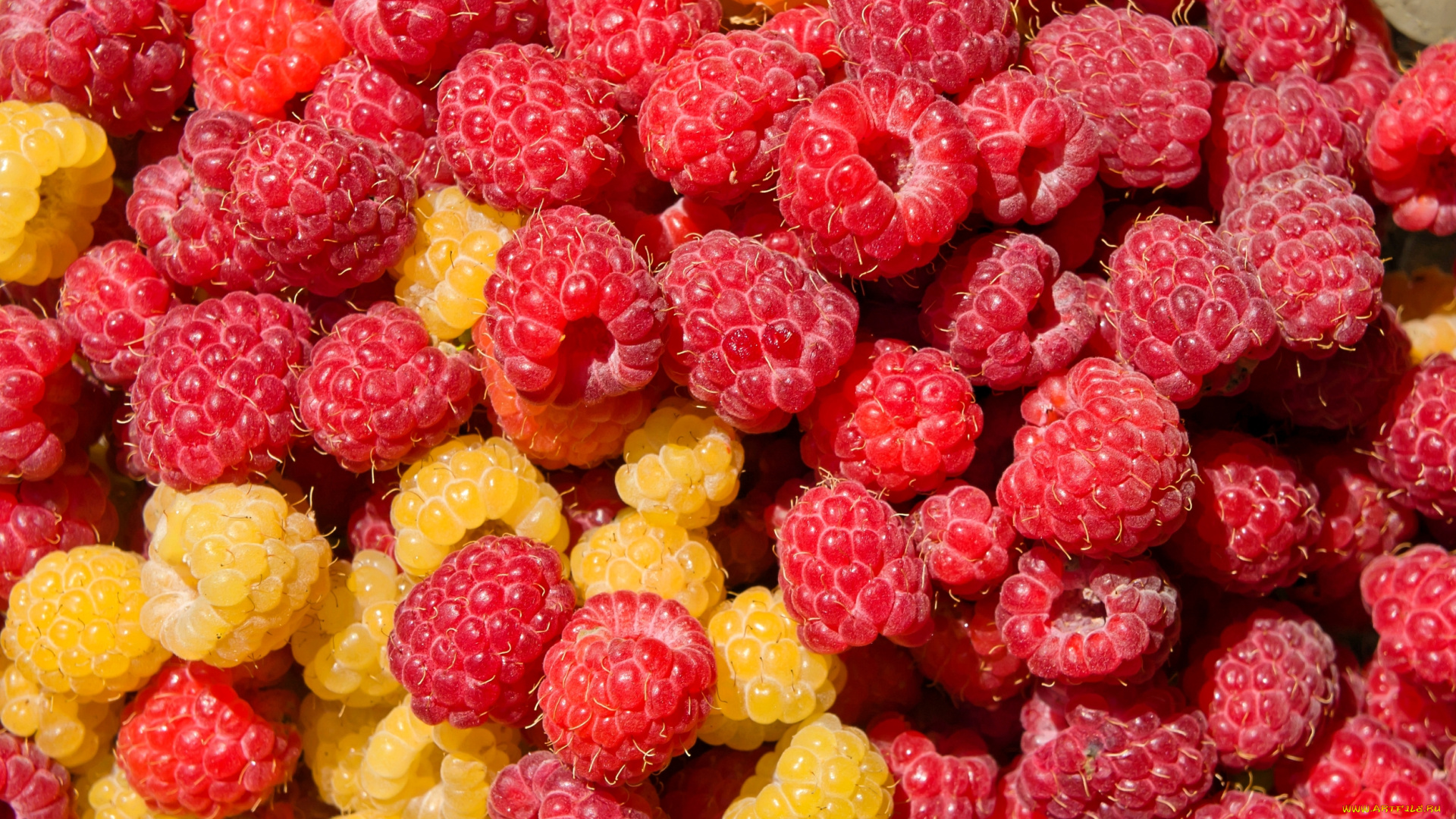 еда, малина, ягоды