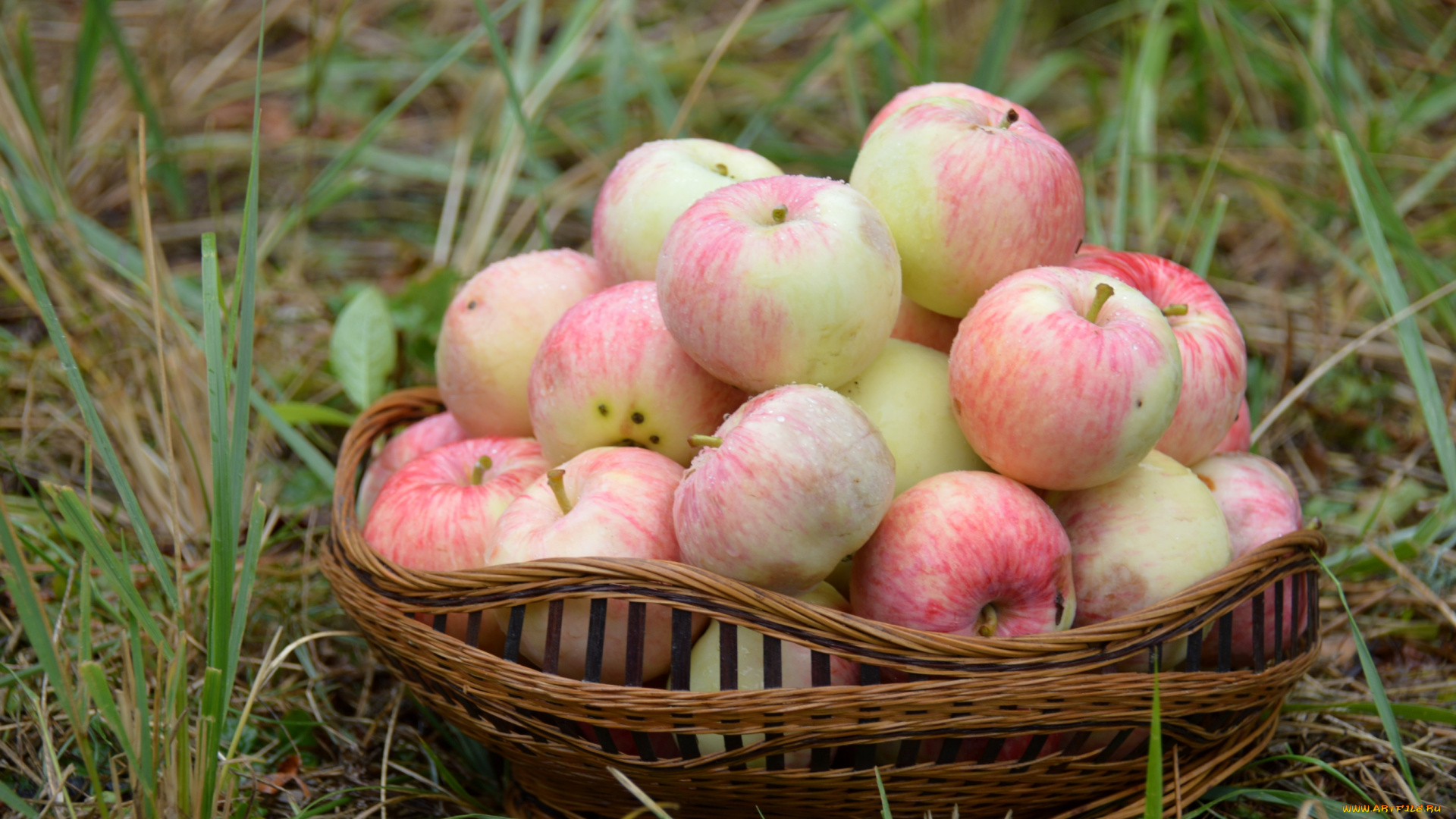 еда, Яблоки, розовый, корзина