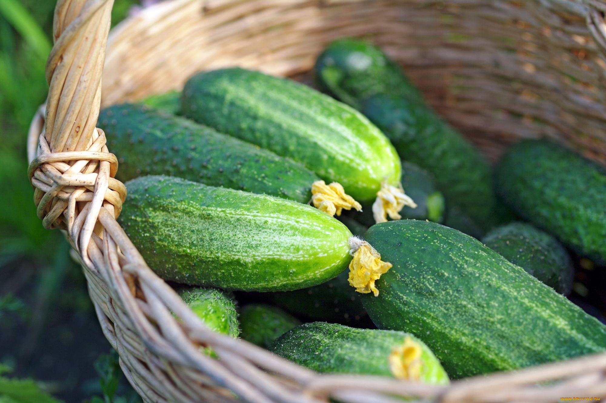 еда, огурцы, зеленый