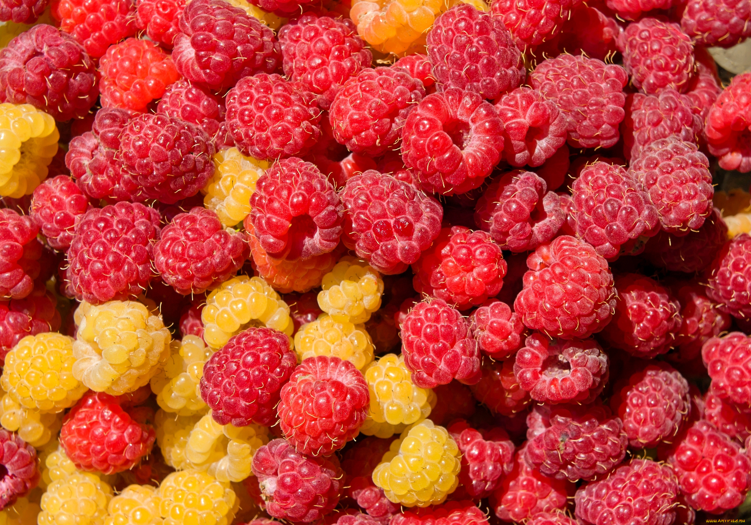еда, малина, ягоды