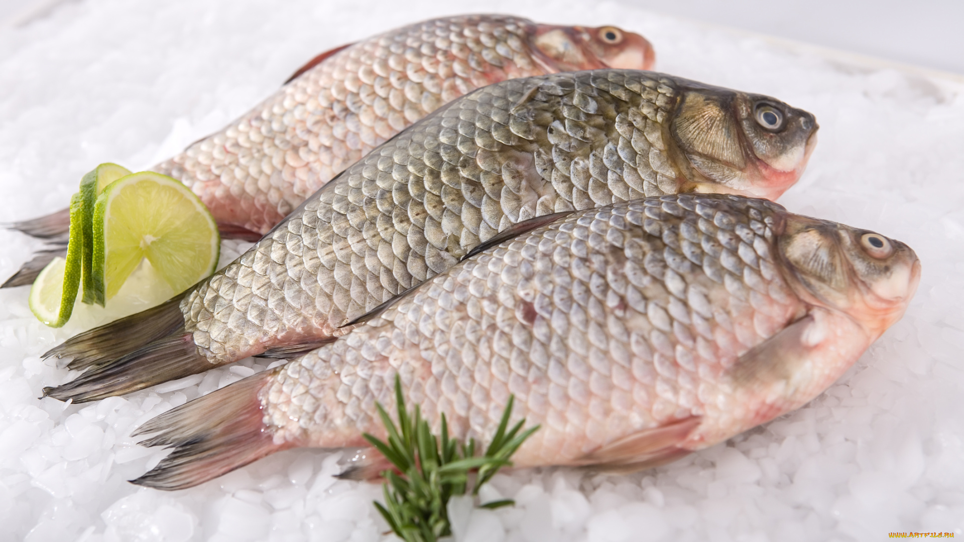 еда, рыба, , морепродукты, , суши, , роллы, лимон, трава, лед, свежая