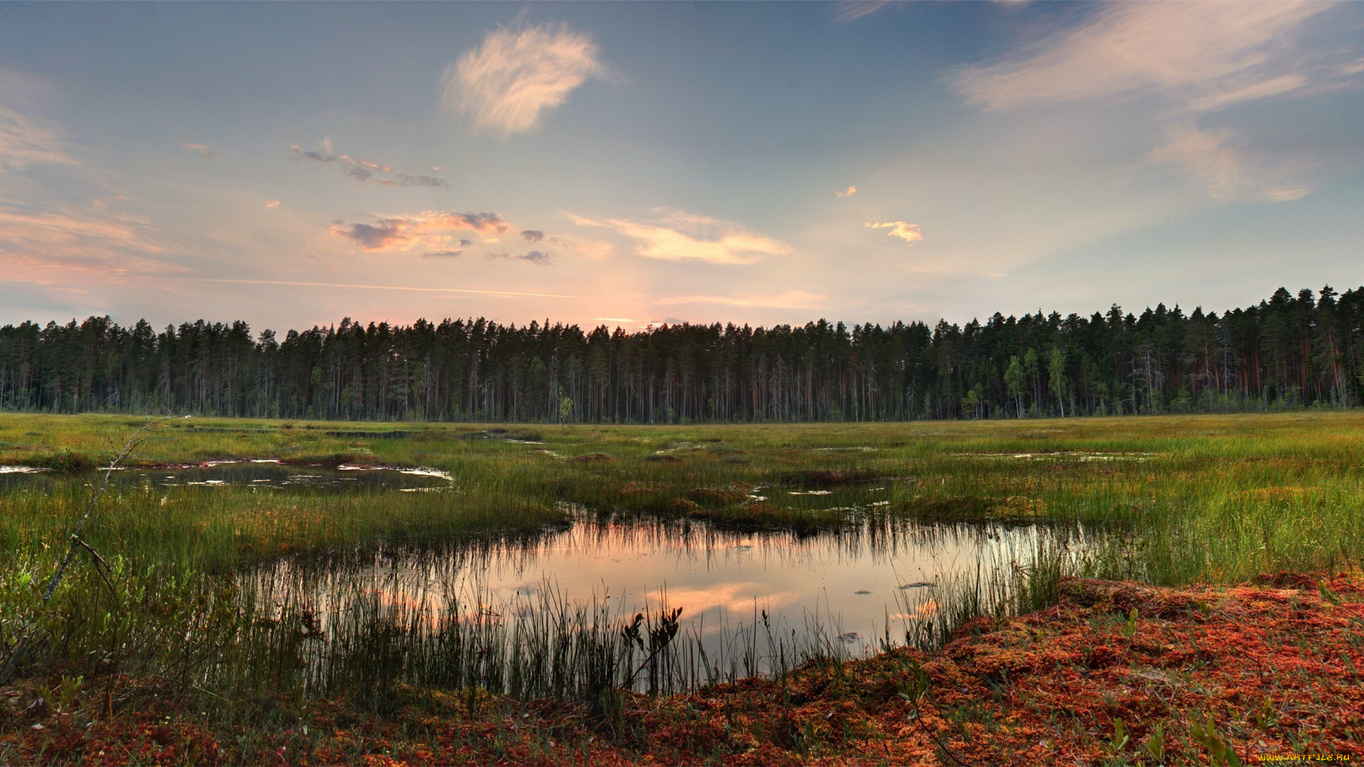 природа, реки, озера, отражение, озерце, облака, трава, лес