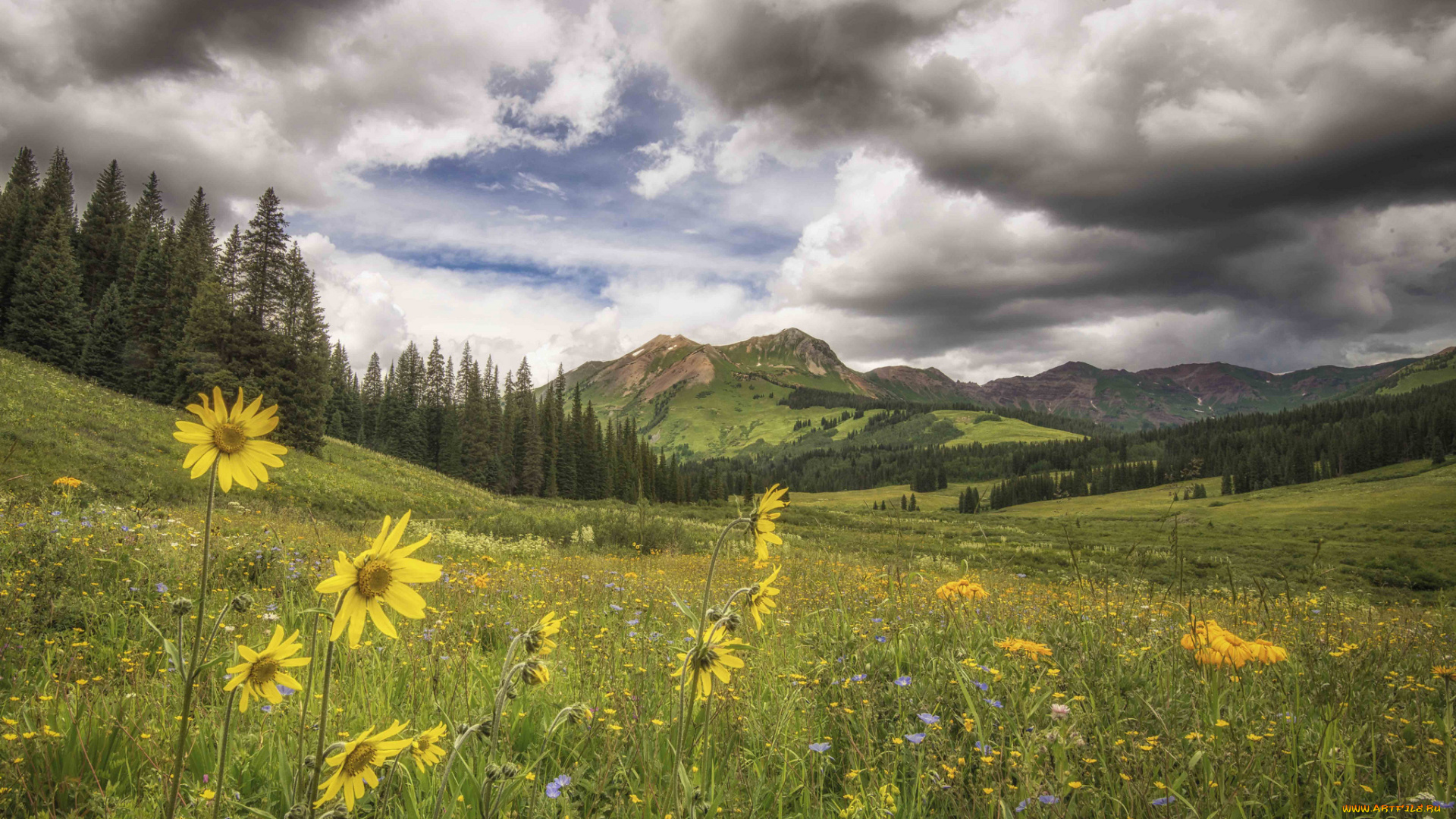 природа, луга, трава, цветы