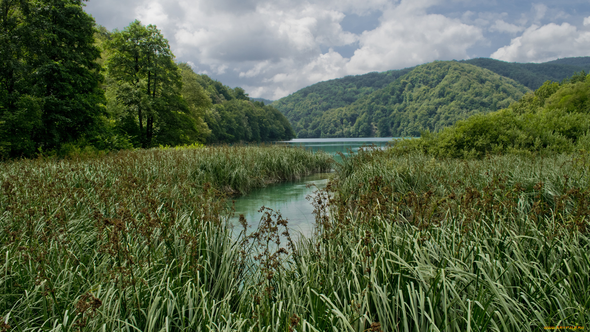 природа, реки, озера, река, лес