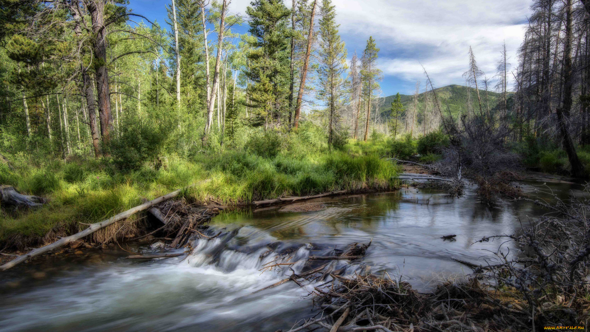 природа, реки, озера, река, лес