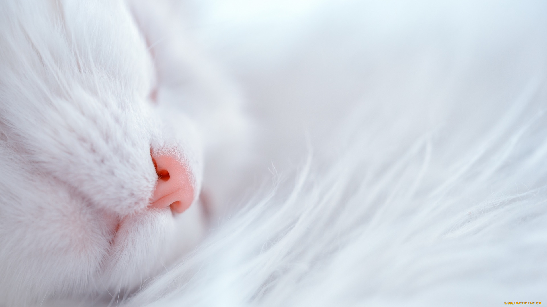 животные, коты, кот, сон, нос, белая, кошка
