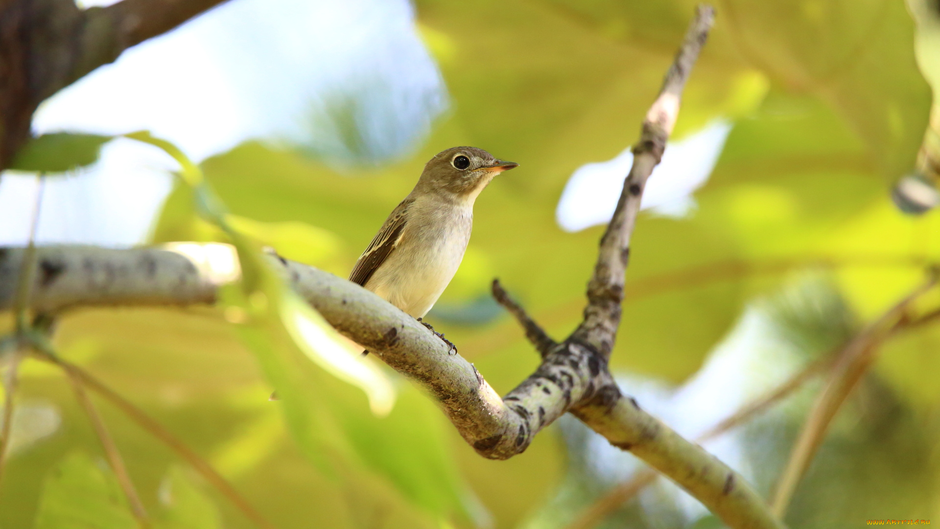 животные, птицы, ветка, птица