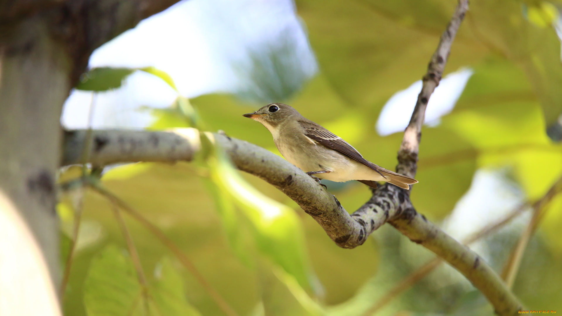 животные, птицы, ветка, птица