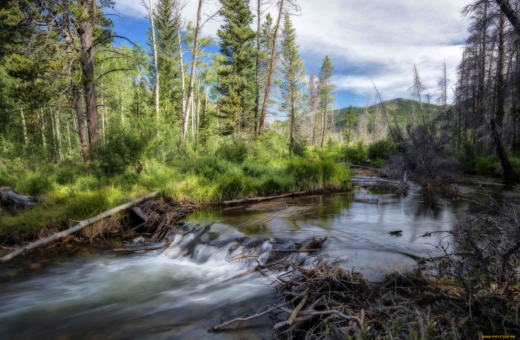 природа, реки, озера, река, лес