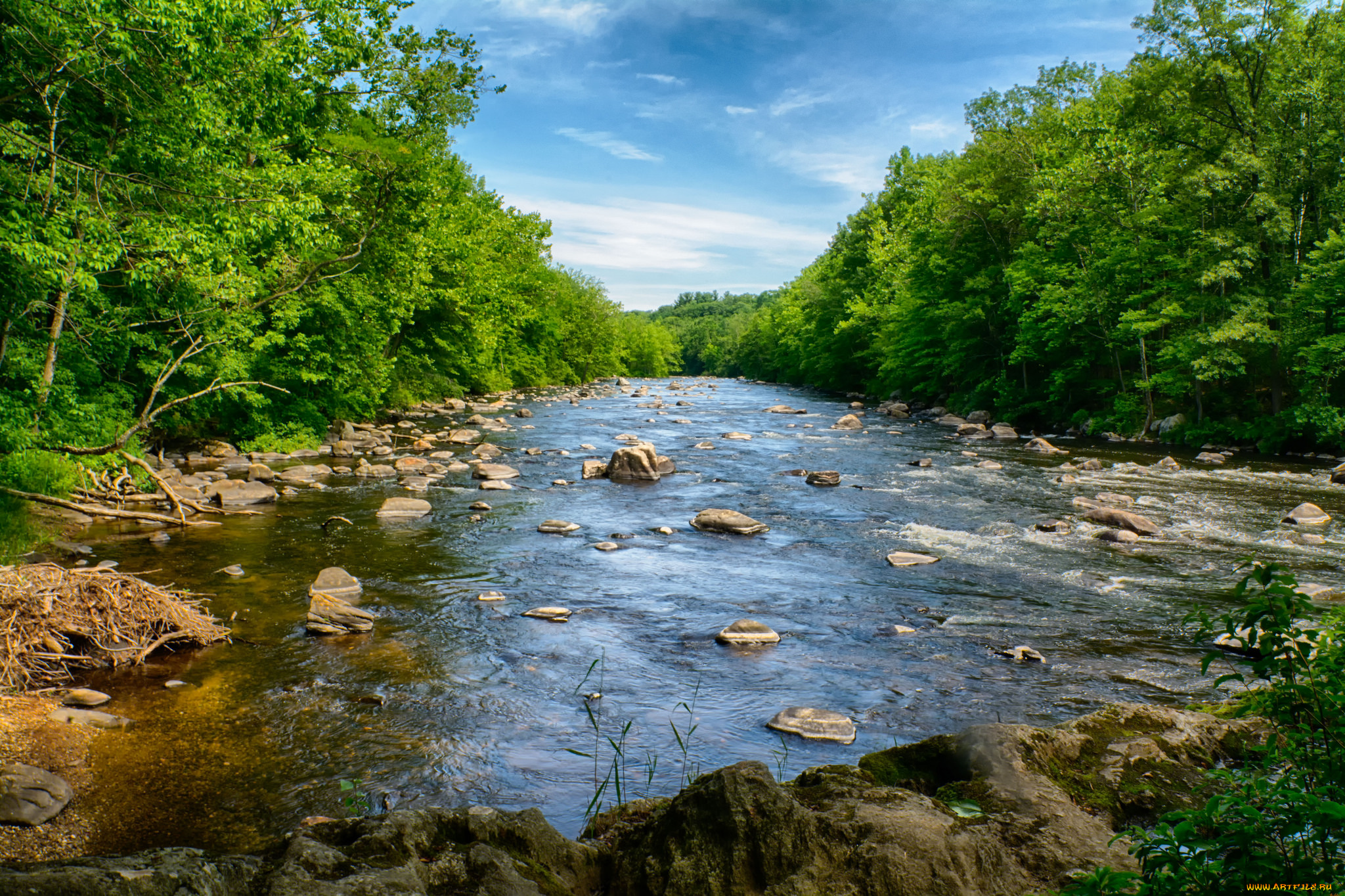 природа, реки, озера, лес, река