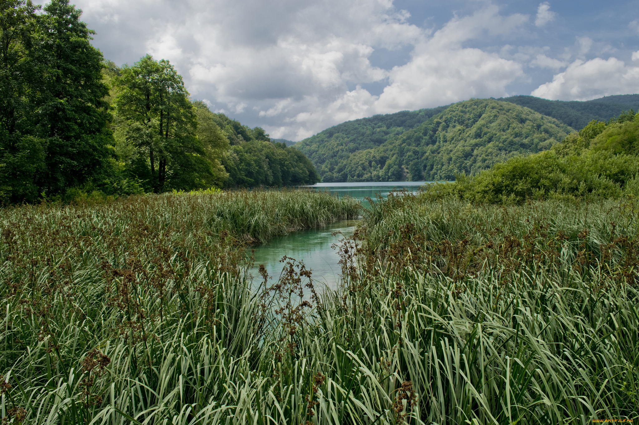 природа, реки, озера, река, лес