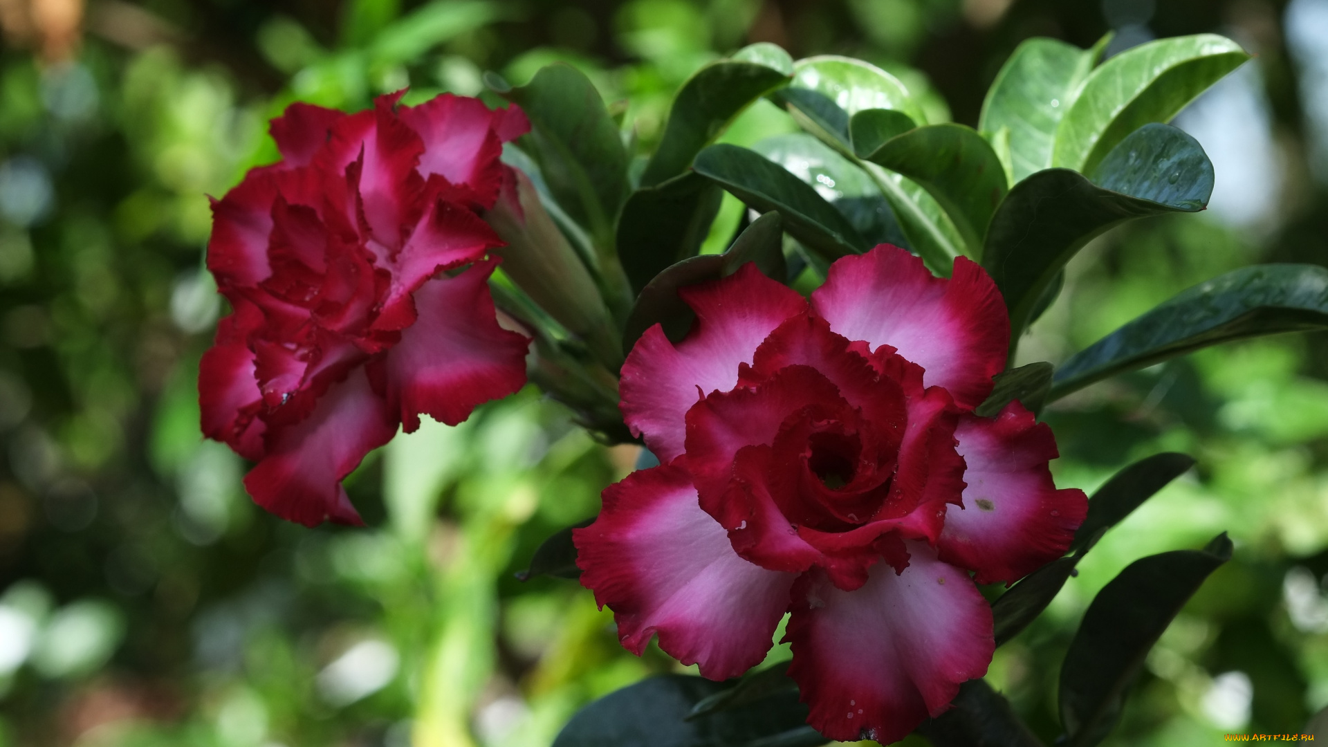 цветы, адениум, , мандевилла, цветение, пустынная, роза