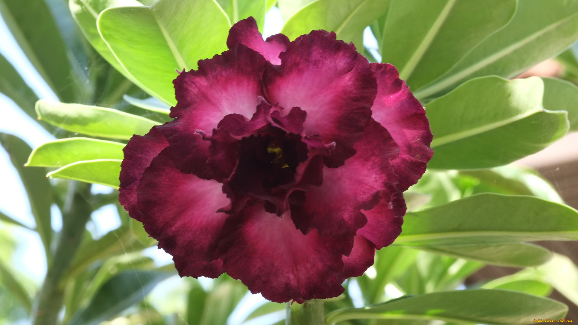 цветы, адениум, , мандевилла, цветение, пустынная, роза