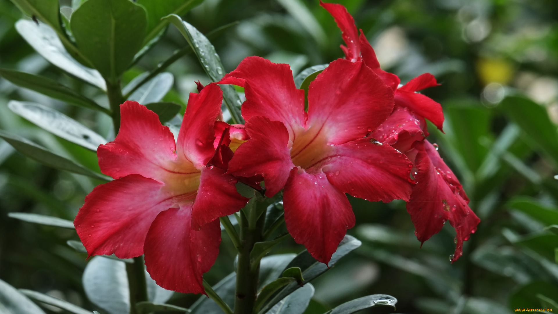 цветы, адениум, , мандевилла, цветение, пустынная, роза