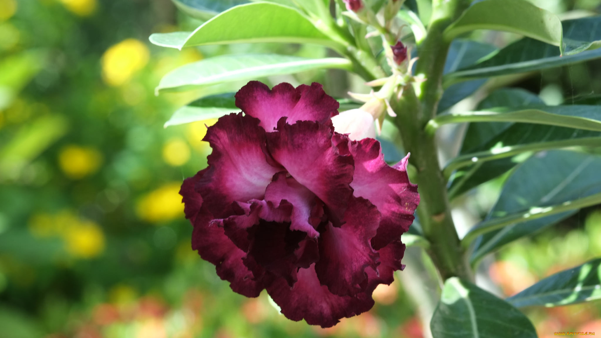 цветы, адениум, , мандевилла, цветение, пустынная, роза