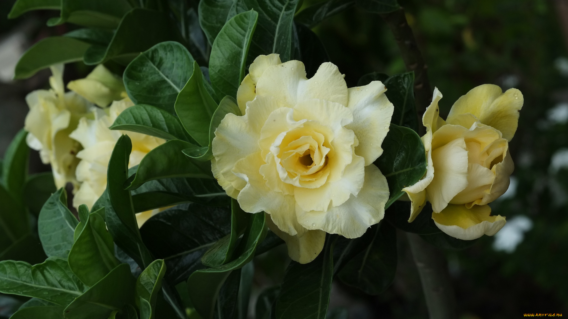 цветы, адениум, , мандевилла, пустынная, роза, цветение