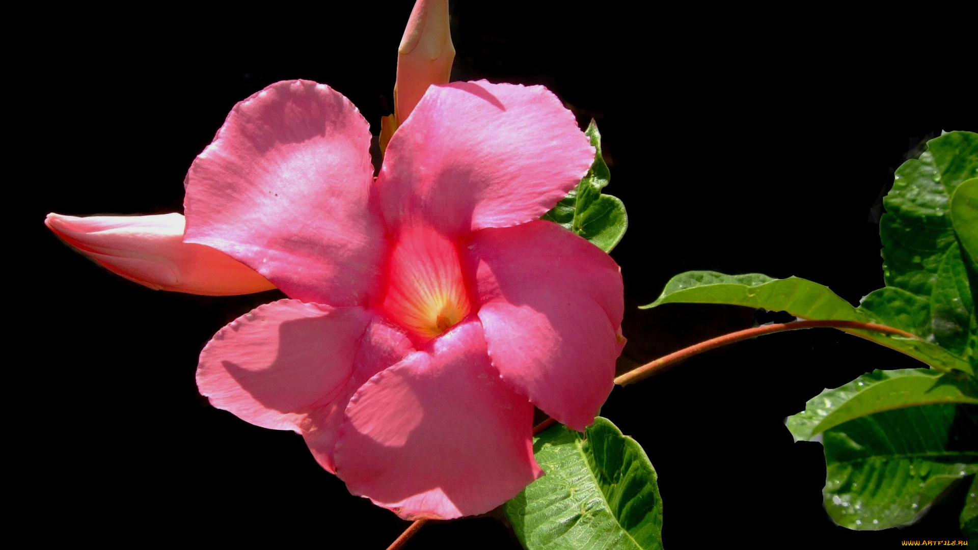 цветы, алламанда, лепестки, фон, макро, листья